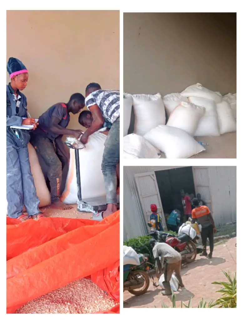 Maize milling programme